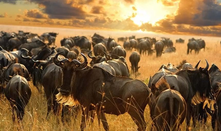 The Great wildebeest migration