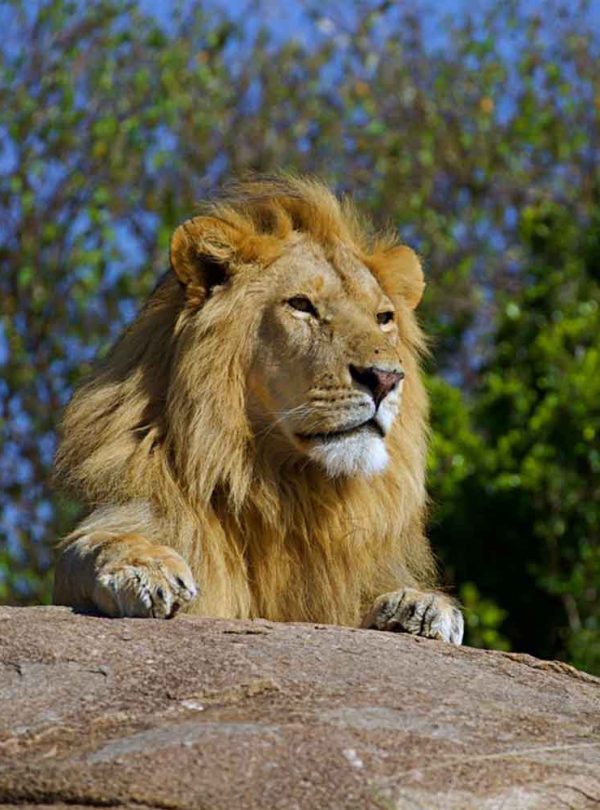 65dddf3e170004f72a5d5f2e_Lion-6