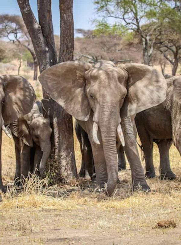 Elephants-2