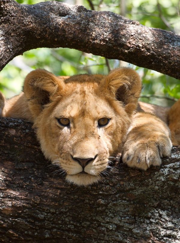 Lion-in-a-tree-in-Lake-Manyara-National-Park