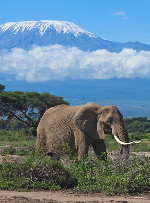 Safari—Kilimanjaro