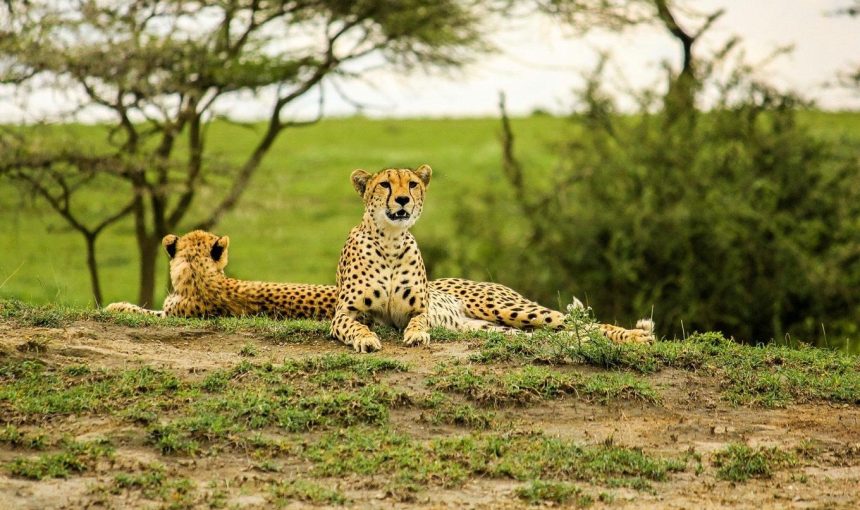 Best Time to Visit Tanzania