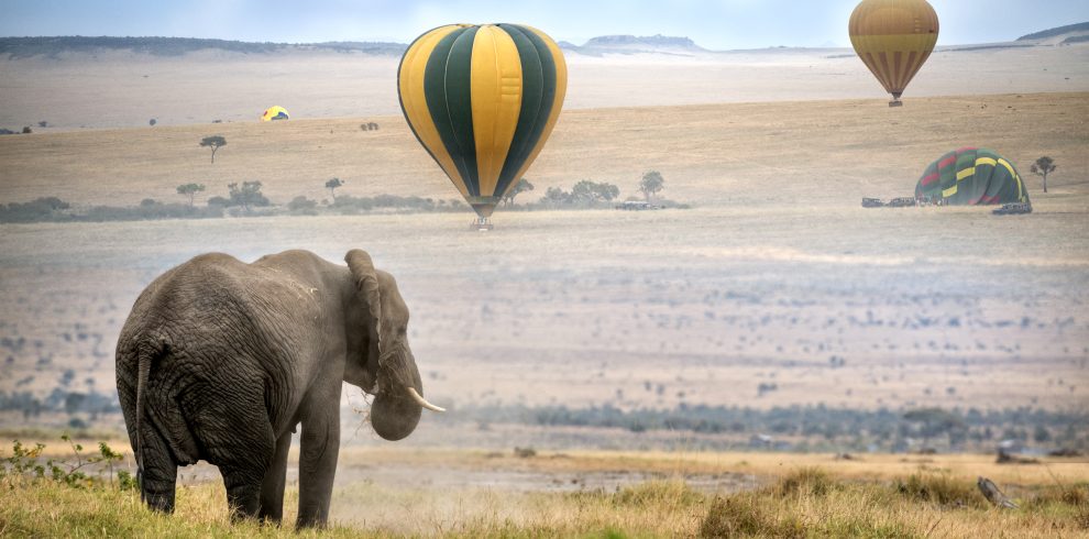 African  Elephant