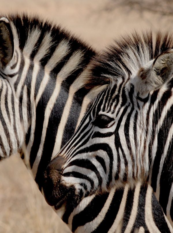 zebras-927272